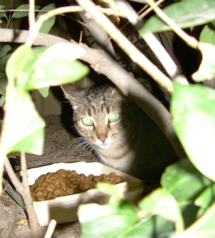 gata-grisa1tane
