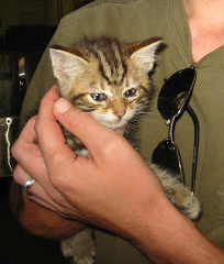 gatitoenbrazos
