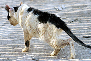 gatomallito